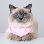 Ragdoll Cat