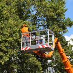 Tree Service Huntsville Alabama