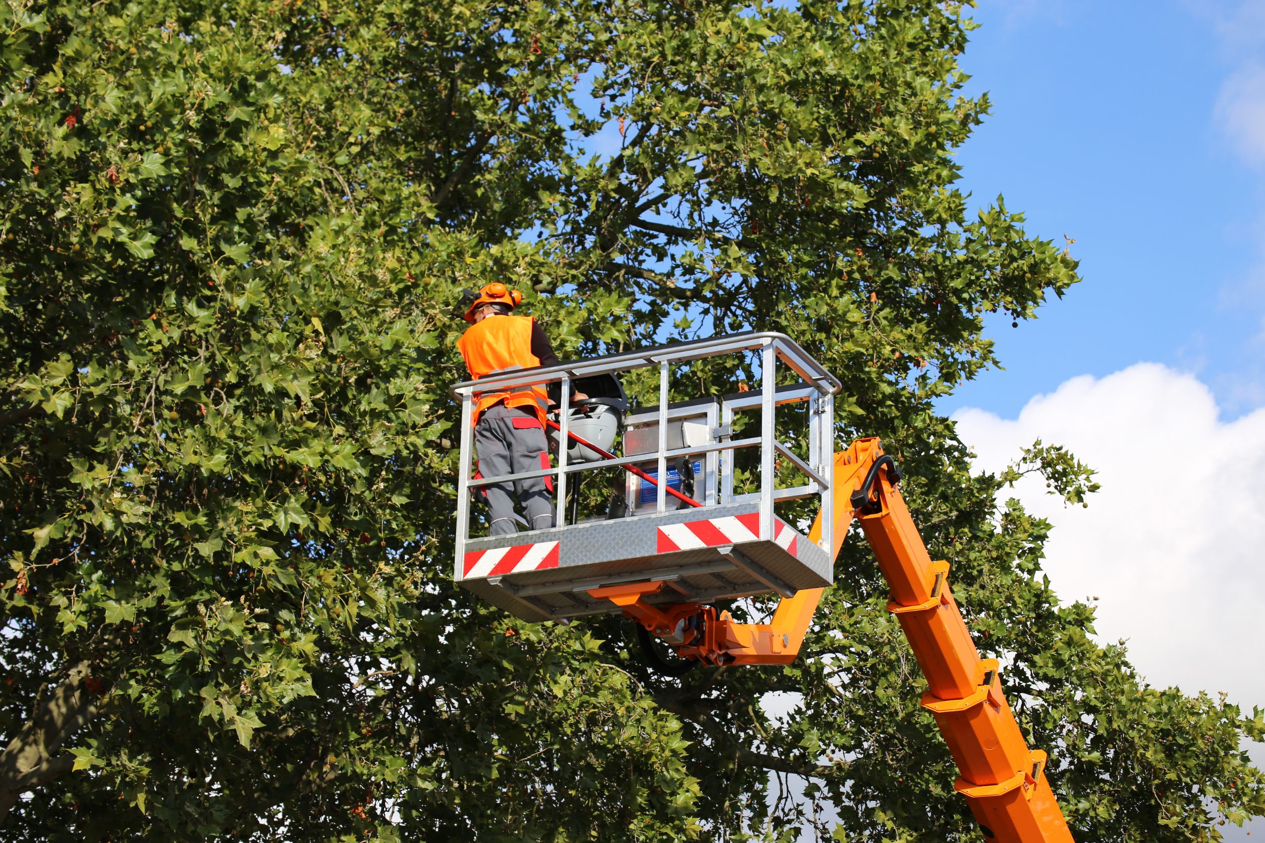 Tree Service Huntsville Alabama