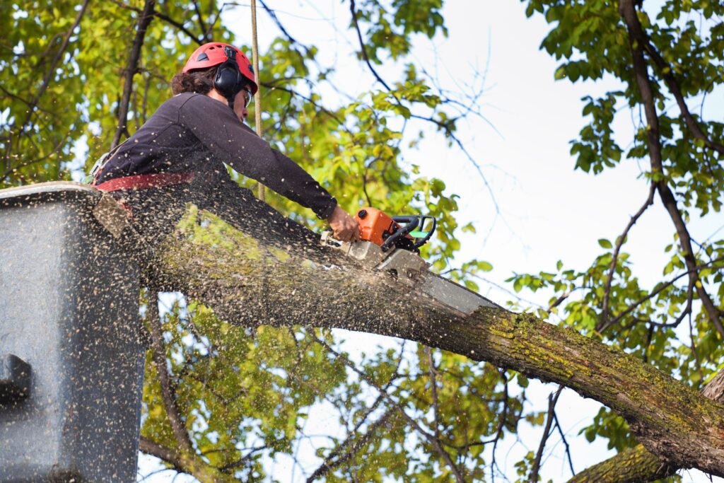 Tree cutting and trimming services Alabama